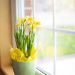 daffodils-1316128_640