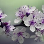 purple-flowers-839594_640