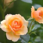 roses-616013_640