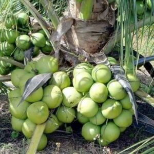 Dwarf coconut