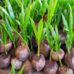 Coconut Sapling seedlings wait for planting